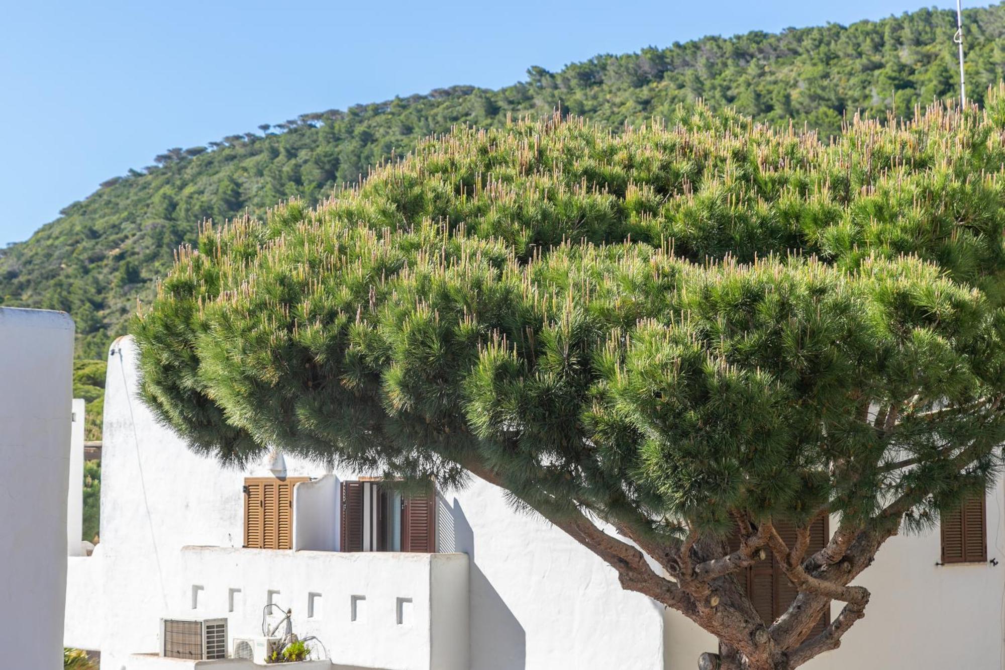 Adosado Nuevo Con Piscina, Playa, Garaje Y Jardin Los Canos De Meca Exteriör bild